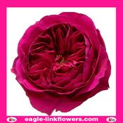 Darcey – David Austin - 40cm image