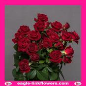 Dominica – Regular Spray Roses - 70cm