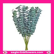 Eucalyptus Baby Blue - 40cm