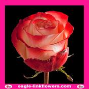 Premium Farfalla – Premium Roses - 40cm image