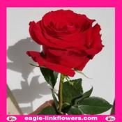 Freedom – Premium Roses - 40cm image