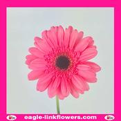 Hot Pink Gerbera - 40cm
