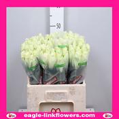 Glacier – Intermediate Roses - 40cm image