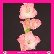 Gladiolus Pink - 70cm