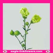 Spray Carnation Lime Green - 50cm
