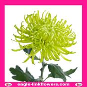 Lime Green Mono Disbud Deco Chrysanthemum - 70cm image