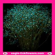 Dyed Gypsophila Teal - 70cm