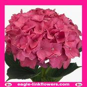 Hot Pink Hydrangea - 50cm image