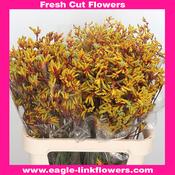 Kangaroo paw Orange Velvet - Anigozanthos - 70cm