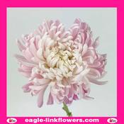 Lilac Purple Mono Disbud Deco Chrysanthemum - 70cm image