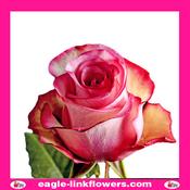 Premium Malibu – Premium Roses - 40cm image