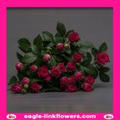 Melanie – Regular Spray Roses - 50cm