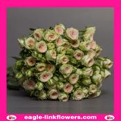 Paparazi – Regular Spray Roses - 50cm