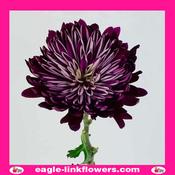 Purple Mono Disbud Deco Chrysanthemum - 70cm image