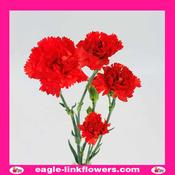 Red Spray Carnation - 50cm image