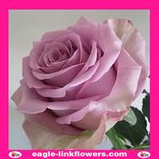 Safi – Premium Roses - 40cm image