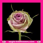 Samantha Bridal – Premium Roses - 40cm image