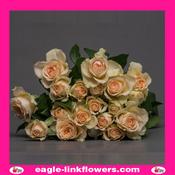 Sancerre – Regular Spray Roses - 50cm