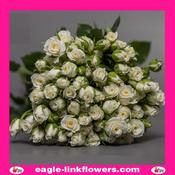 Snowy Blossoms – Regular Spray Roses - 50cm