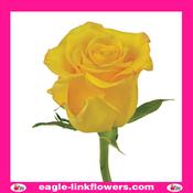 Sonrisa – T-Hybrid Roses - 40cm image