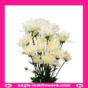 White Spray Chrysanthemum (Pompoms) - 70cm