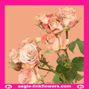 Cappuccino - Premium Spray Roses - 80cm image