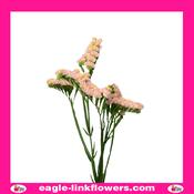 Statice Peach - 60cm