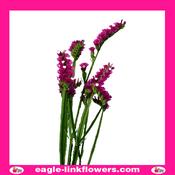 Statice Purple - 60cm