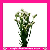 Statice White - 60cm