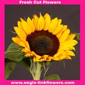 Sunflower (Helianthus) - 70cm