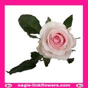 Sweet Revival – Premium Roses - 40cm