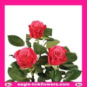 Taccazi – Premium Roses - 40cm image