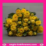 Tarantella – Regular Spray Roses - 50cm