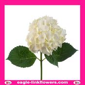 White Hydrangea - 50cm image