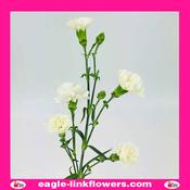 White Spray Carnation - 50cm image