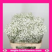 Xlence – Gypsophila - 70cm