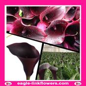 Calla Lily Black - 60cm