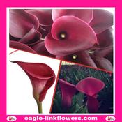 Calla Lily Burgundy - 60cm image