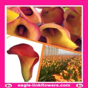 Calla Lily Orange - 60cm