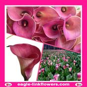Calla Lily Pink - 60cm image