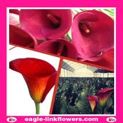 Calla Lily Red - 60cm image