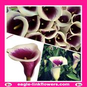 Calla Lily Vermeer Bi-color - 60cm