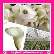 Calla Lily White - 60cm image