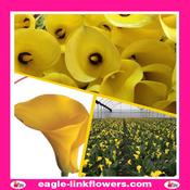 Calla Lily Yellow - 60cm image