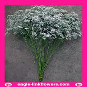 Zinzi - Gypsophila - 70cm image