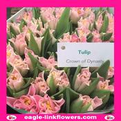 Tulip Crown of Dynasty - 70cm