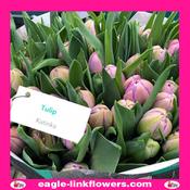 Tulip Katinka - 70cm