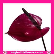 Anthurium maravilla - 70cm in Dublin | GetLocal Ireland