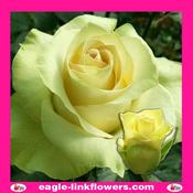 Kiwi - Supermarket Range Roses - Intermediate Roses - 50cm in Dublin ...