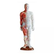 Acupuncture Human Body Model